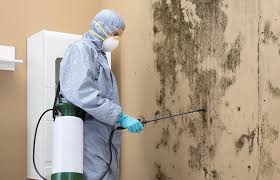 Best Mold Damage Restoration  in Kingsport, TN